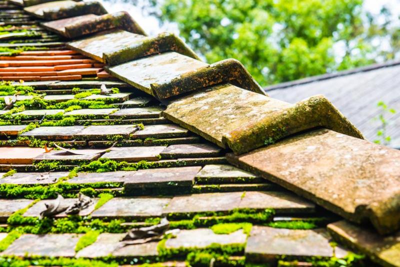 Pourquoi le d&eacute;moussage de votre toiture est-il indispensable ?